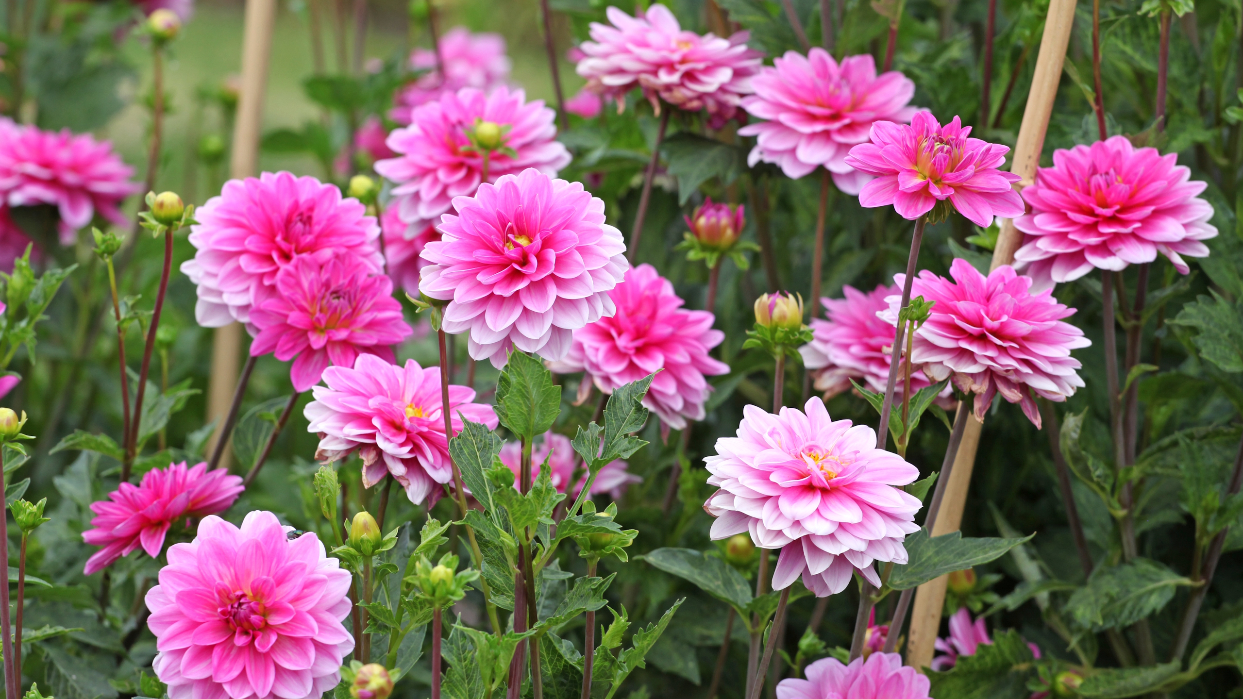The pink decorative blooms of Dahlia 'Onesta' 