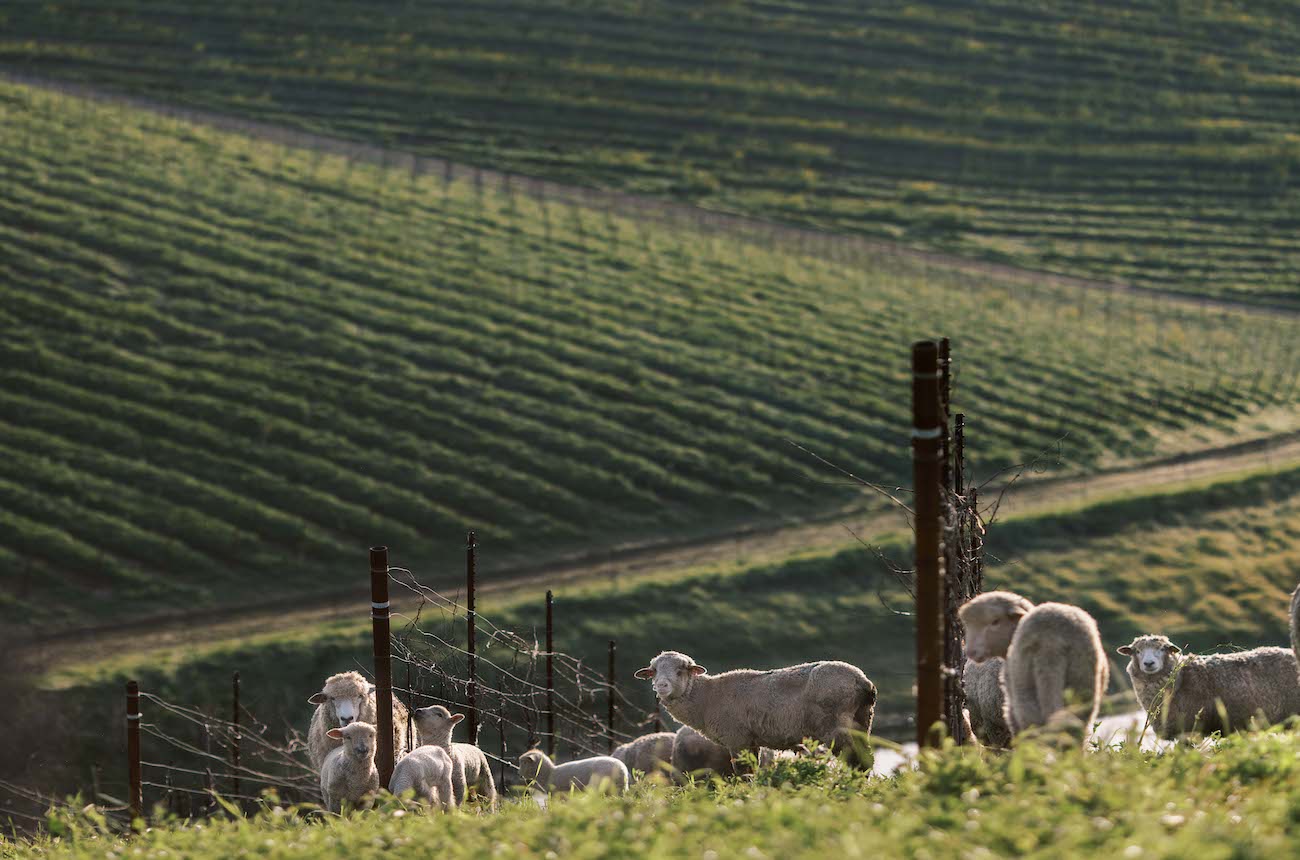 Sheep-grazing-in-the-vineyard-at-Artesa-early-February-3.jpg