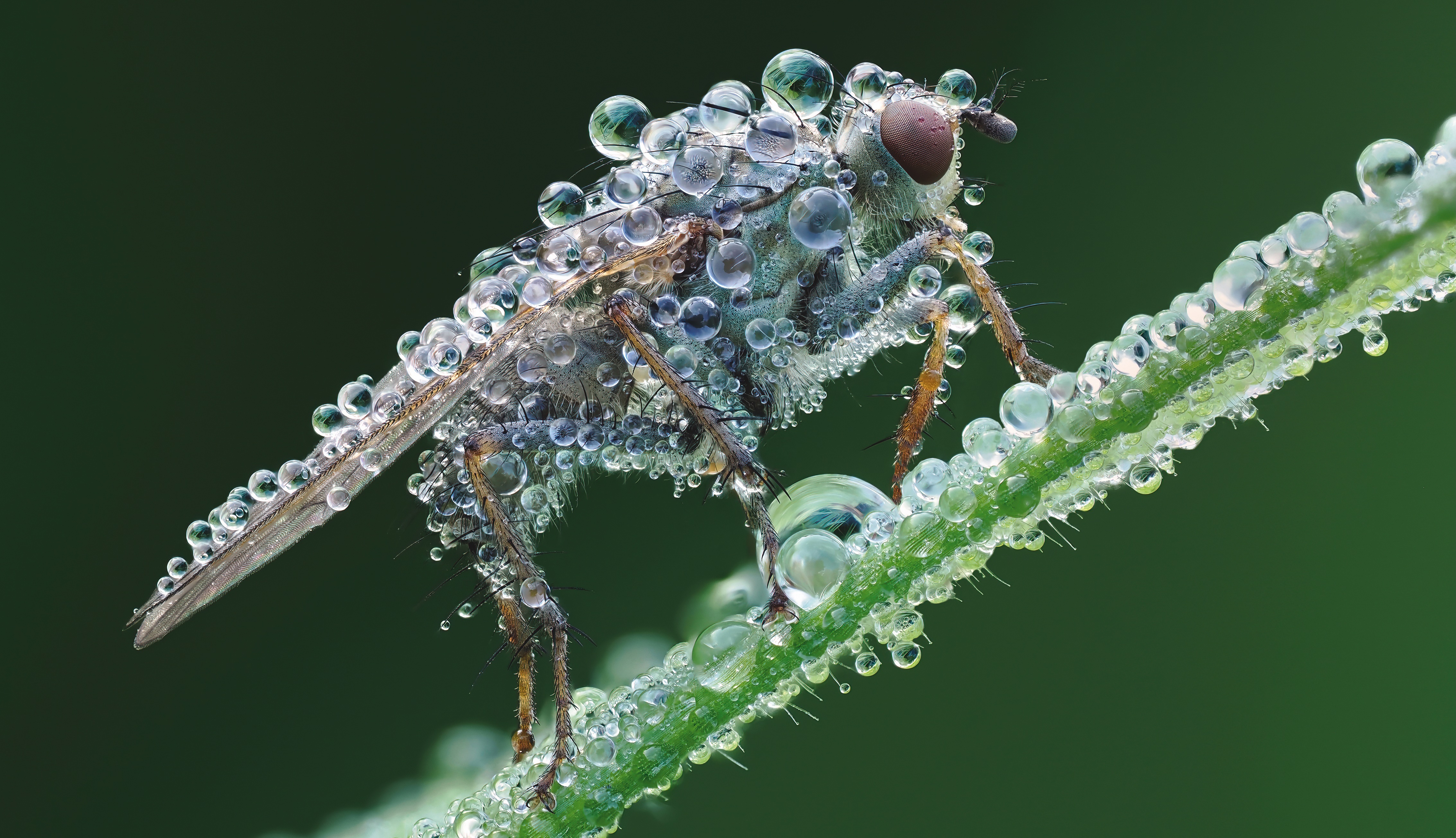 - Yellow dung fly (Scathophaga stercoraria) female, resting on stem at dawn covered in dew, Hertfordshire, England, UK. May. 