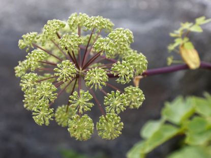 Close up of Angelica Herb Plant