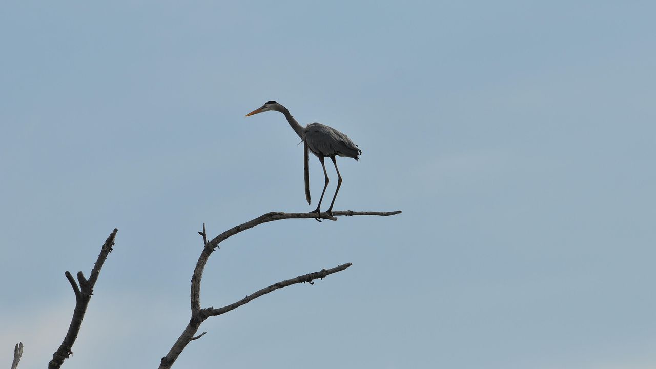 The heron appeared unbothered by the snake eel.