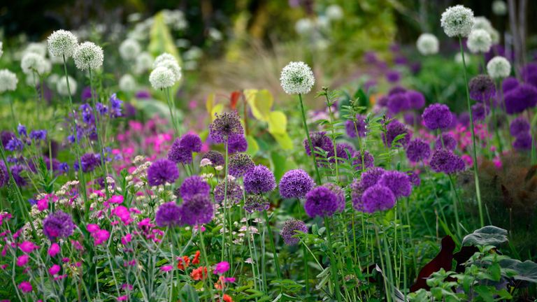 Allium 'Purple Sensation' and Allium 'Mount Everest' planted together in a mixed cottage garden border