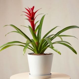 A red bromeliad in a pot