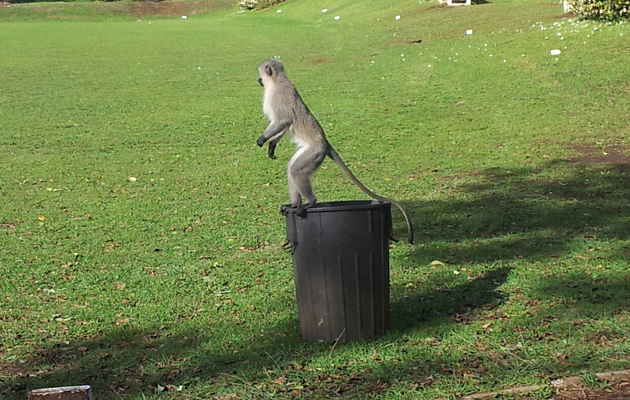Standard view at my godson's school &amp;ndash;&amp;nbsp;monkey included