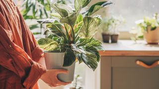 Woman's hands holding a potted plant