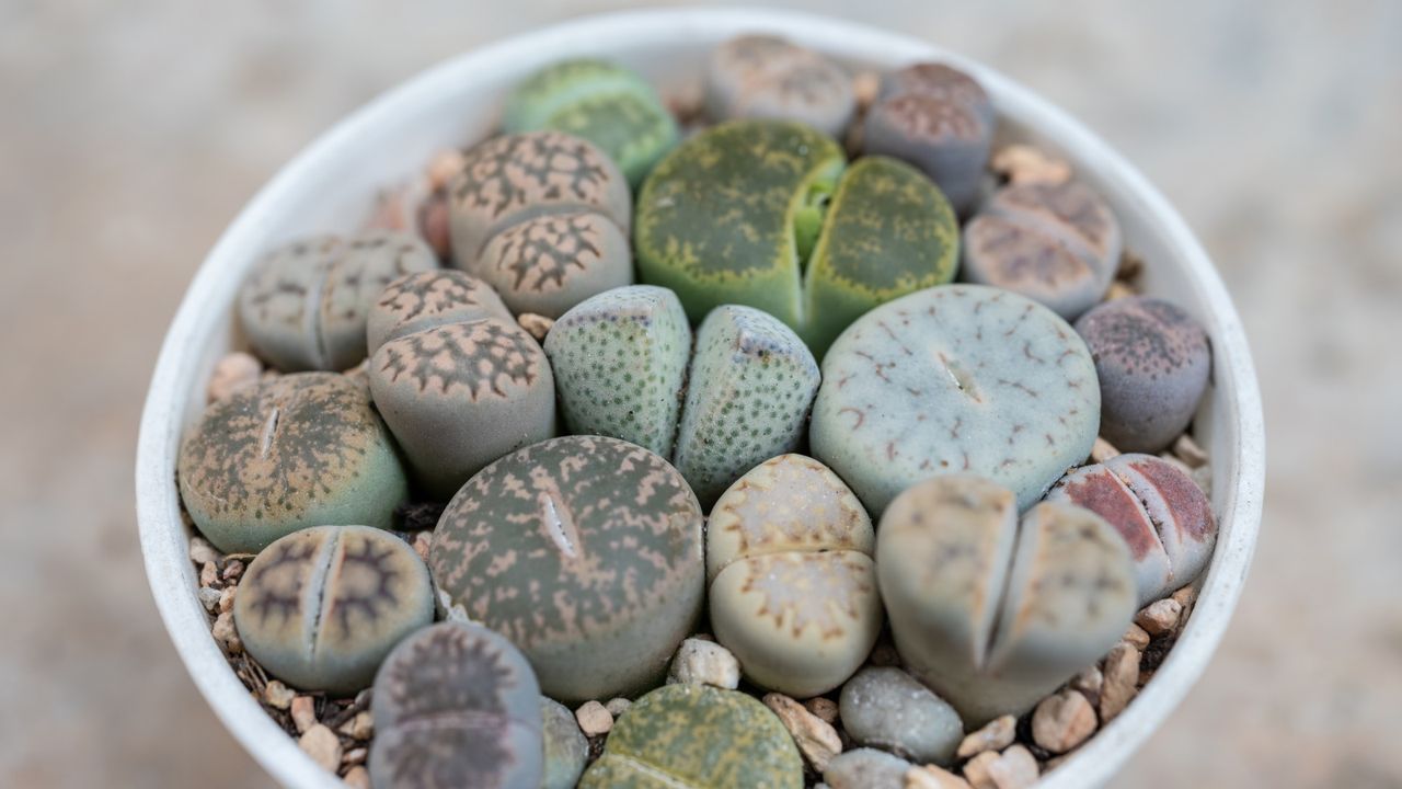 Lithops succulent plant in a pot