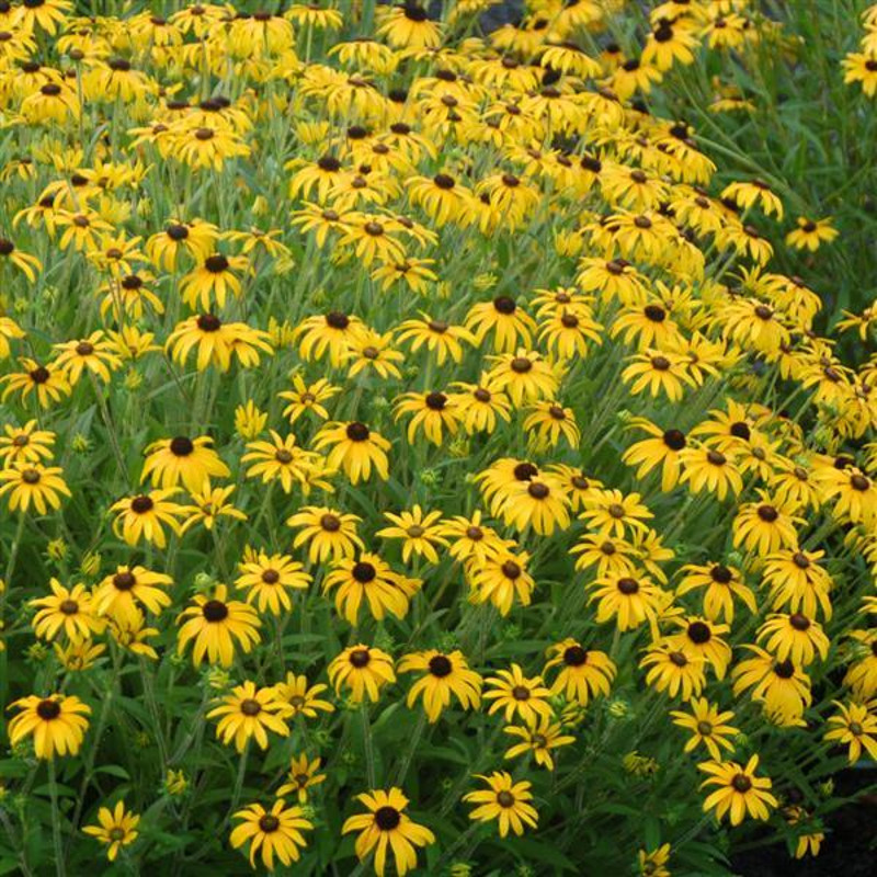 American Gold Rush Black-Eyed Susan