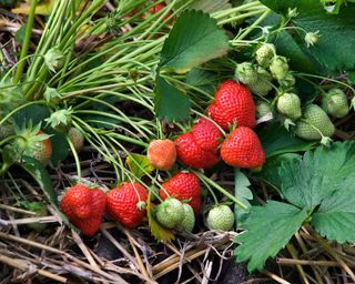 strawberry plants with straw