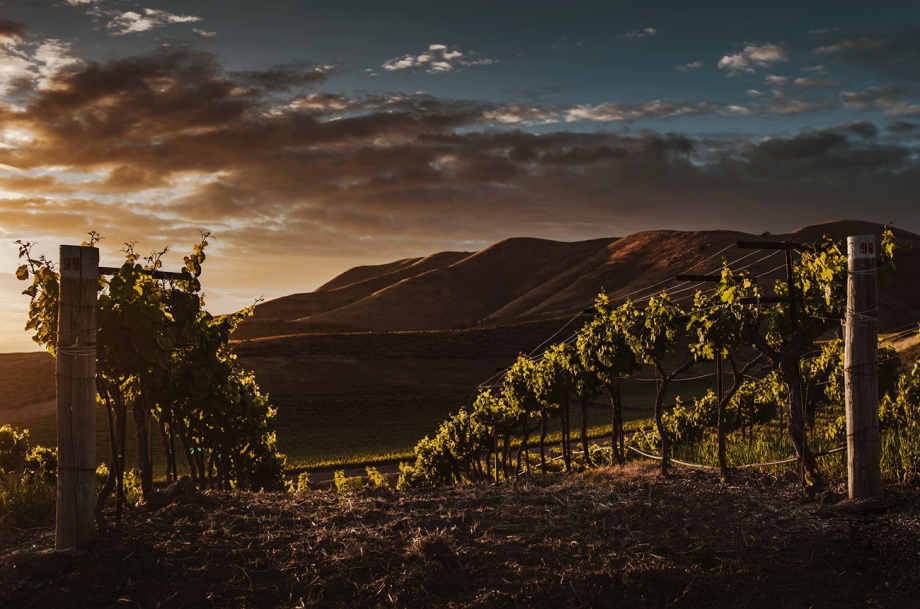 Vineyard; wine myths