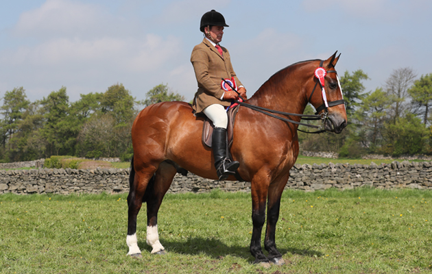 COB CHAMPIONSHIP CHAMPION 552 FREDDIE KRUGER R: Robert Walker
