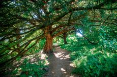 An ancient yew tree at Box Hill