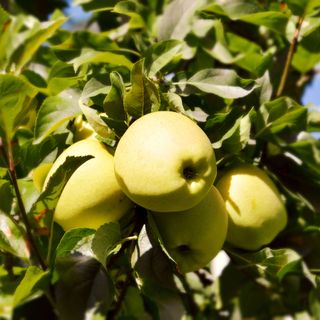 'Golden Delicious' apples growing on apple tree