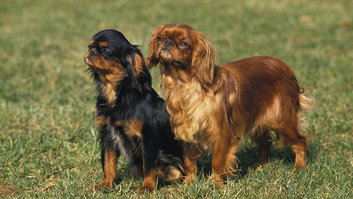 2 King Charles Spaniels