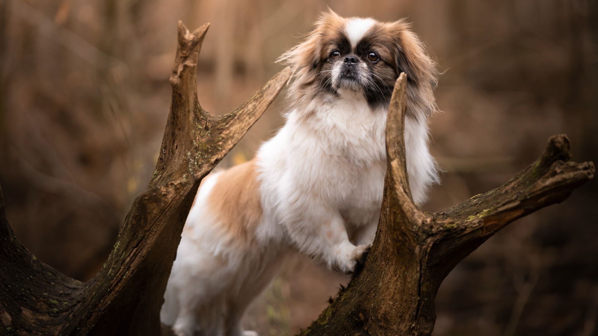 Pekingese stood in a fallen tree branch