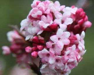 Viburnum × bodnantense 'Dawn' viburnum pink