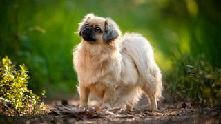 tibetan spaniel