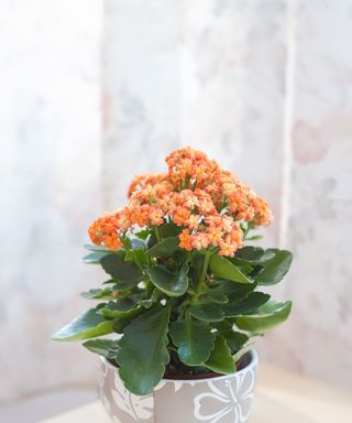 Orange flowering kalanchoe in pot