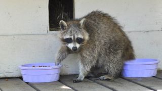 A raccoon eating from pet bowls