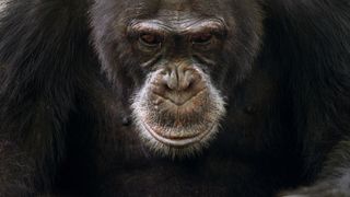 David, alpha chimpanzee