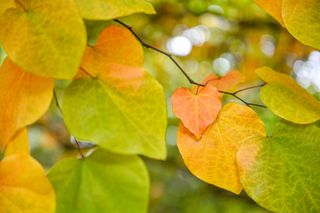 A close-up of the heart-shaped leaves on a cercis canadensis rising sun redbud tree