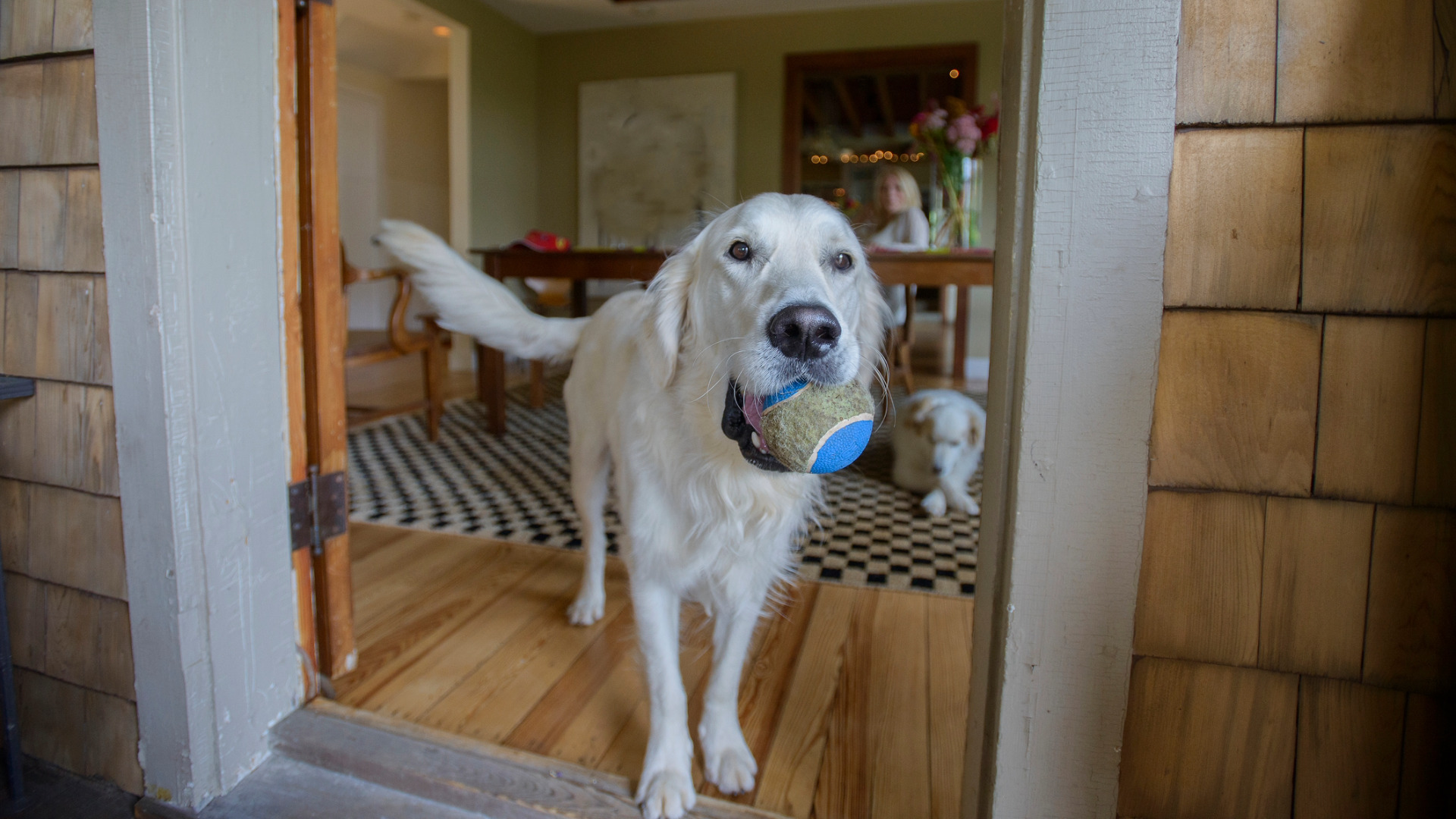 a large white dog happily holds a ball in a doorway