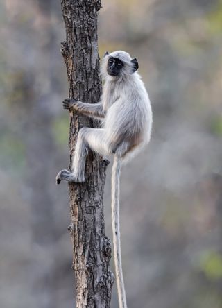 Pench National Park, India