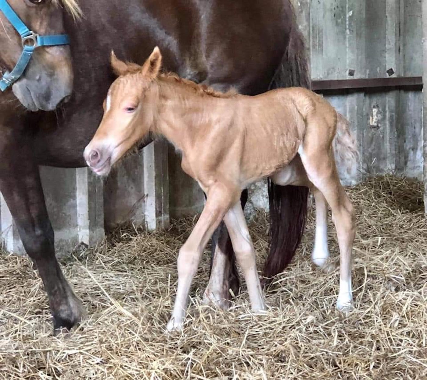 foal