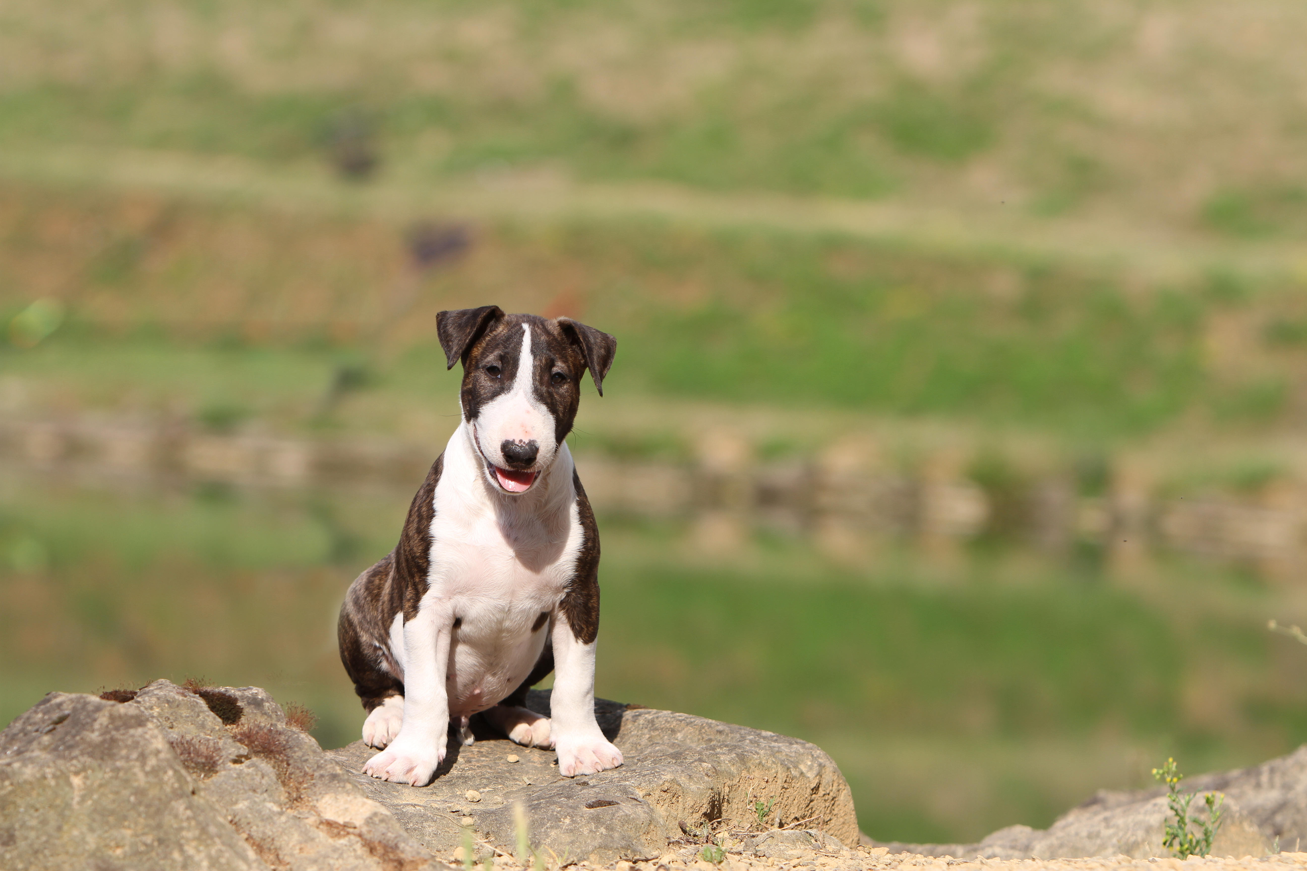 A brindle Bull Terrier puppy sits on a rock, gazing happily with its tongue out.