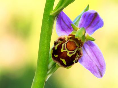 Bee Orchid Flower