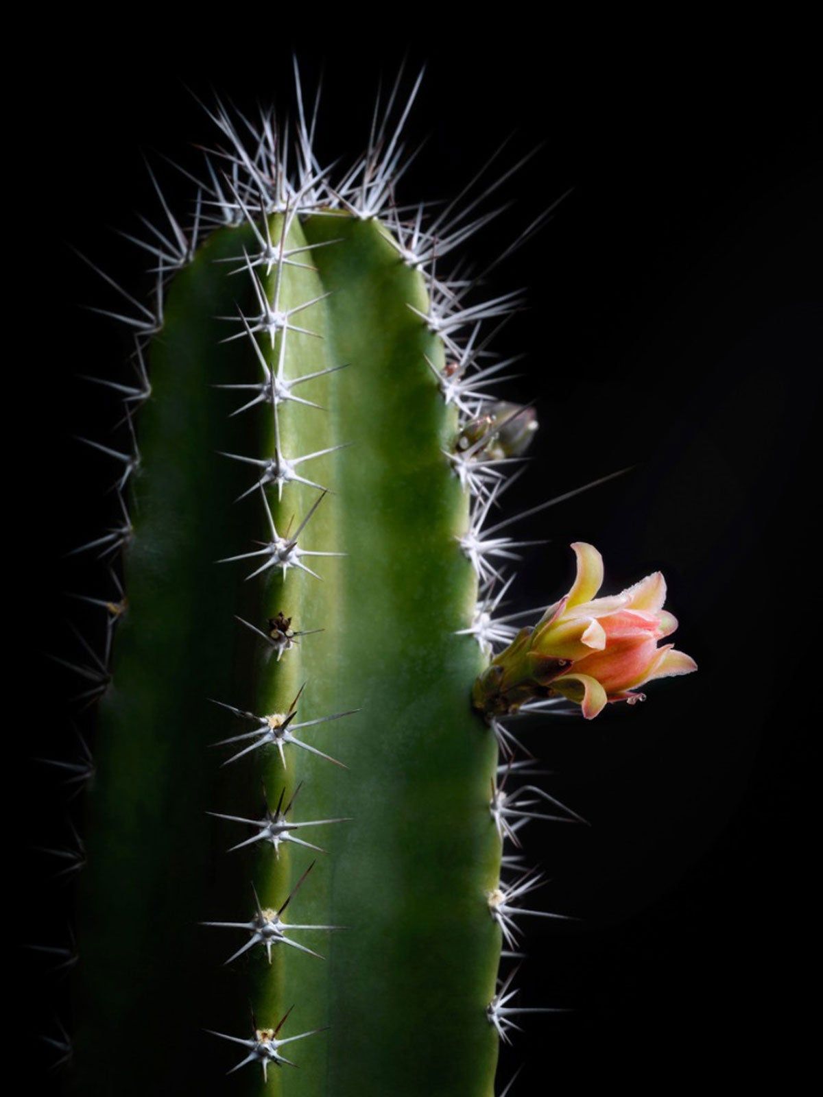 Peruvian Apple Cactus