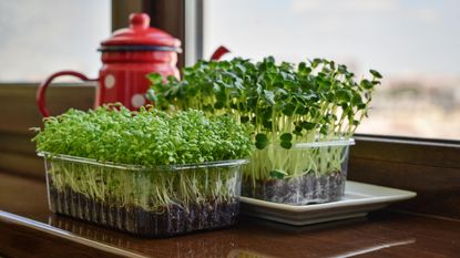 how to grow cress in a plastic container on a windowsill 