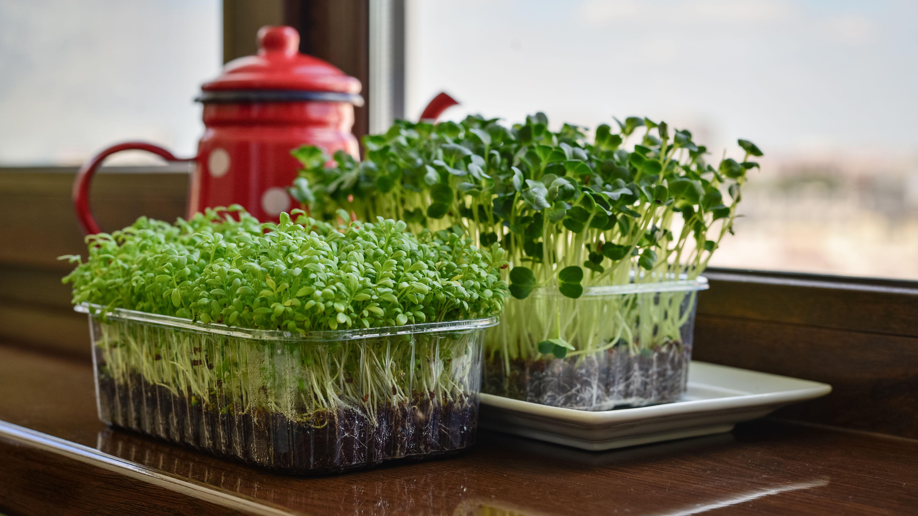 Education Zone, How To Grow Salad Cress