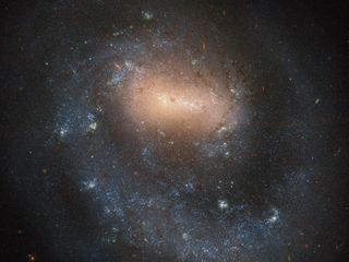 A new Hubble Space Telescope image reveals the peculiar structure of a spiral galaxy with only one starry arm rotating about its center. While most barred spiral galaxies are characterized by a distinct bar-shaped structure of stars centered on a galactic core, this barred spiral isn't like most others. Located 21 million light-years from Earth, this strange galaxy, known as NGC 4618, was first thought to be a star cluster after the astronomer William Herschel discovered it in 1787. Astronomers now think that gravitational interactions with a neighboring galaxy may have influenced this galaxy's shape.