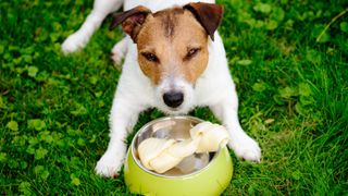 Jack Russell Terrier lying on grass guarding bone in bowl