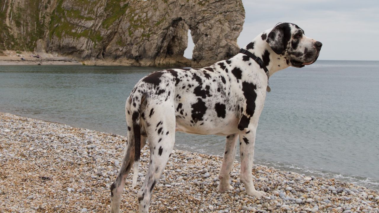 big dog breeds: great dane