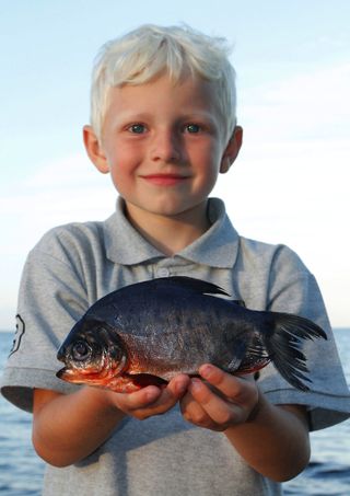 A Danish boy holds the pacu caught in the Oresund