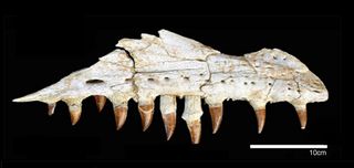 What big teeth you have! The jaw of the mosasaur Prognathodon kianda.
