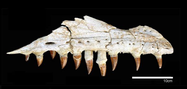 Mosasaur jaw and teeth. What big teeth you have! The jaw of the mosasaur Prognathodon kianda. Credit: Michael Polcyn