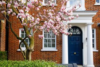 magnolia tree in a front yard