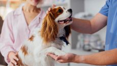 A King Charles Spaniel sits on an exam table beside a vet and his owner.