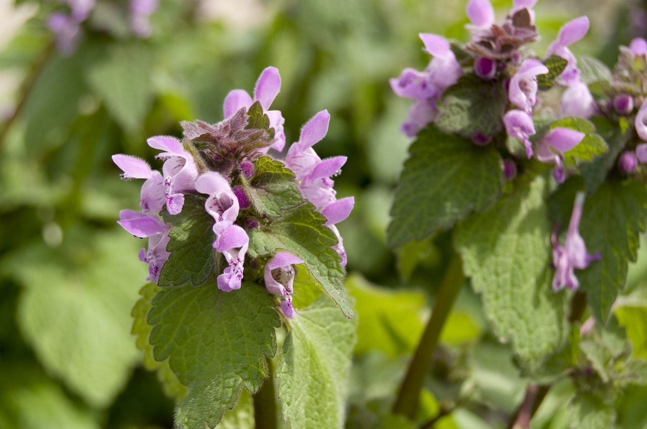 Purple Deadnettle Plant