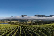 hemel-en-aarde wineries