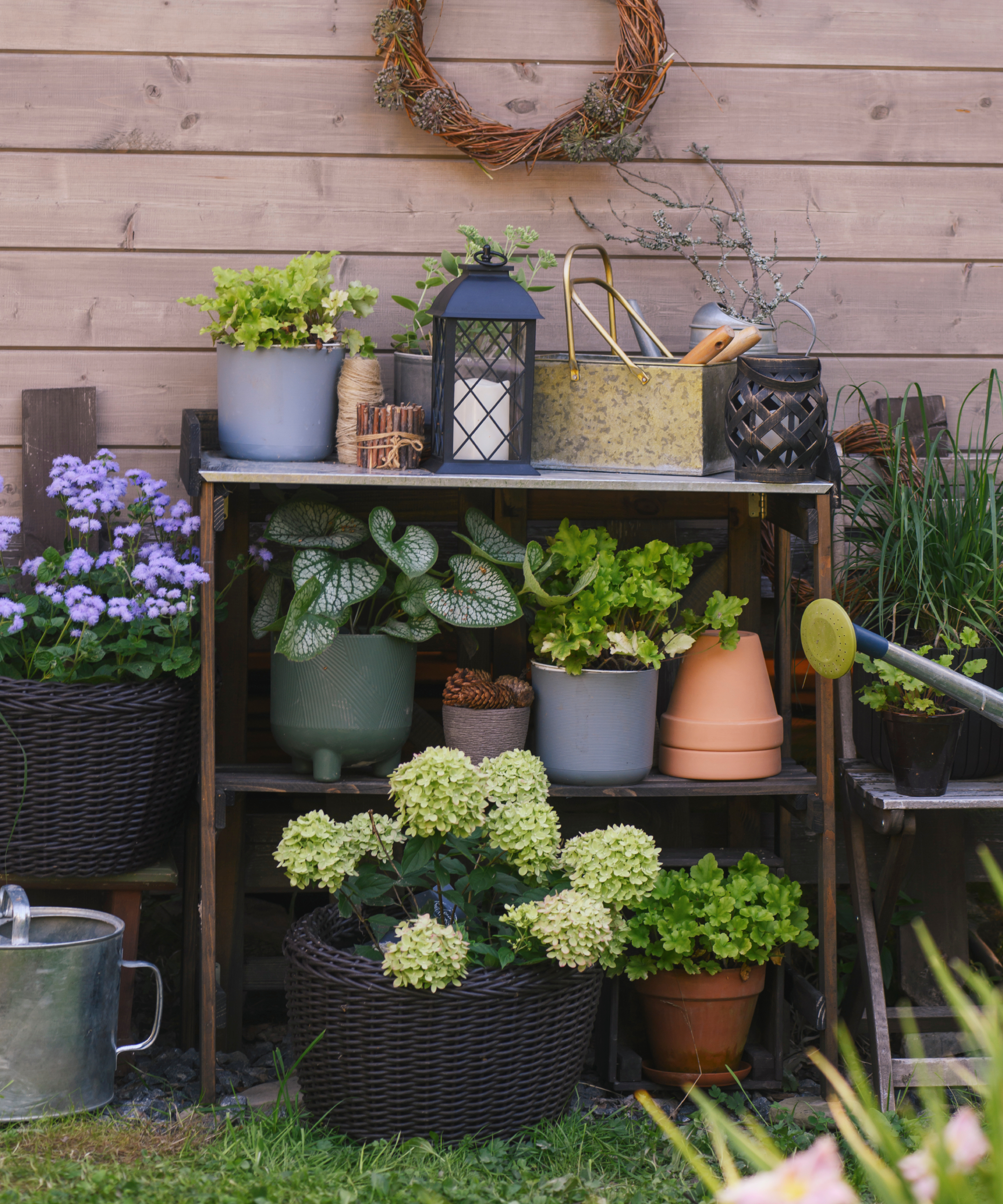 Potted Little Lime hydrangea by potting area