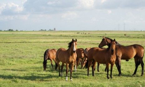 Should the U.S. start slaughtering horses again? | The Week