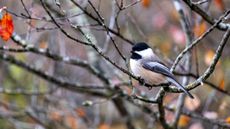 A black-capped Chickadee perching in a bare tree