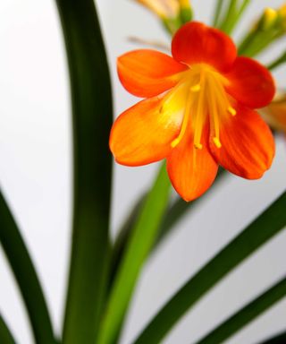 orange clivia flower