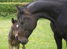 Mare and foal