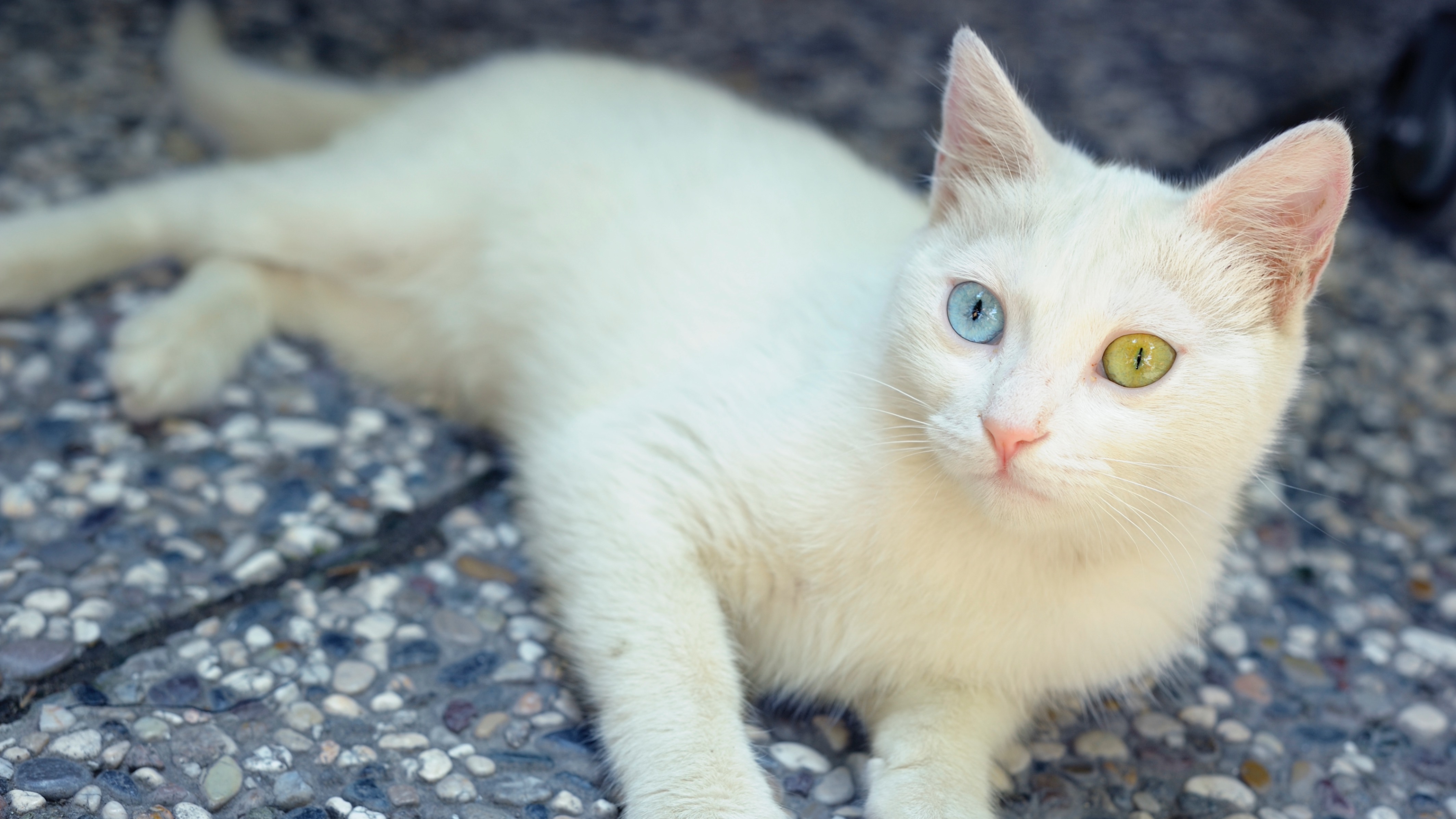 Turkish Van cat lying down outside