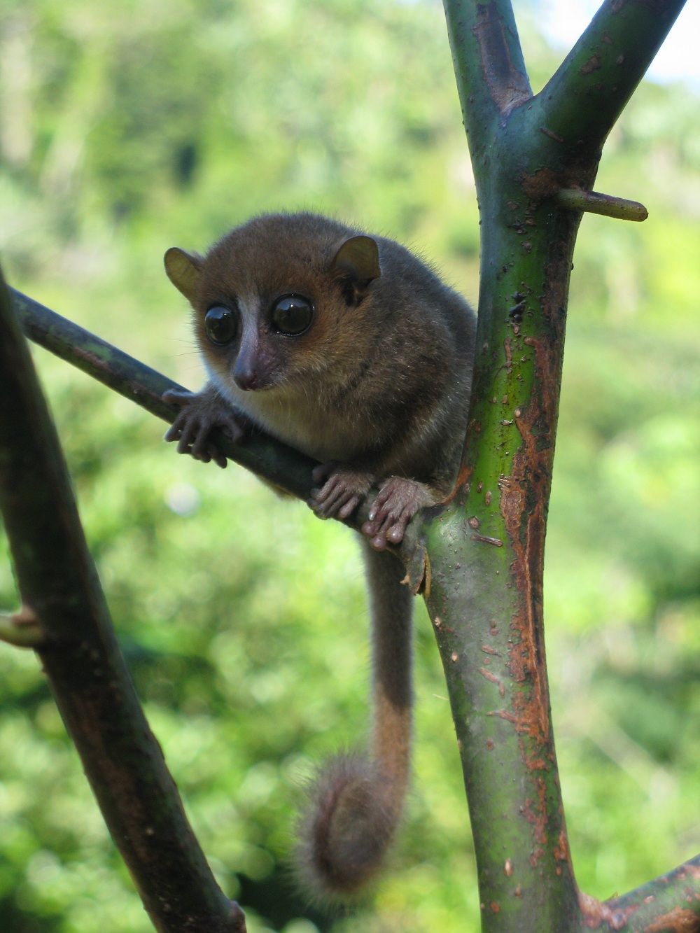 mouse lemur on branch. 