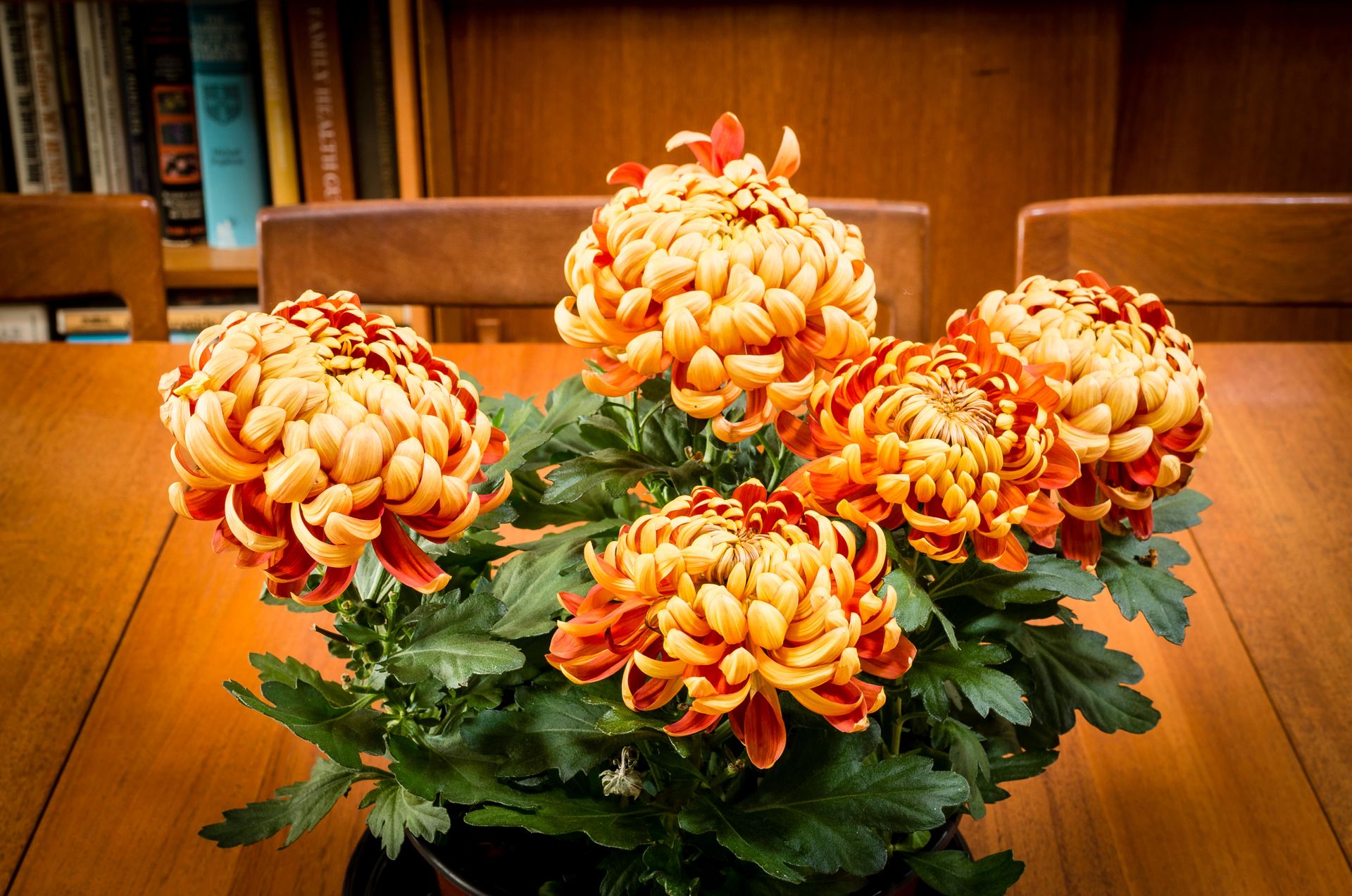 Chrysanthemum